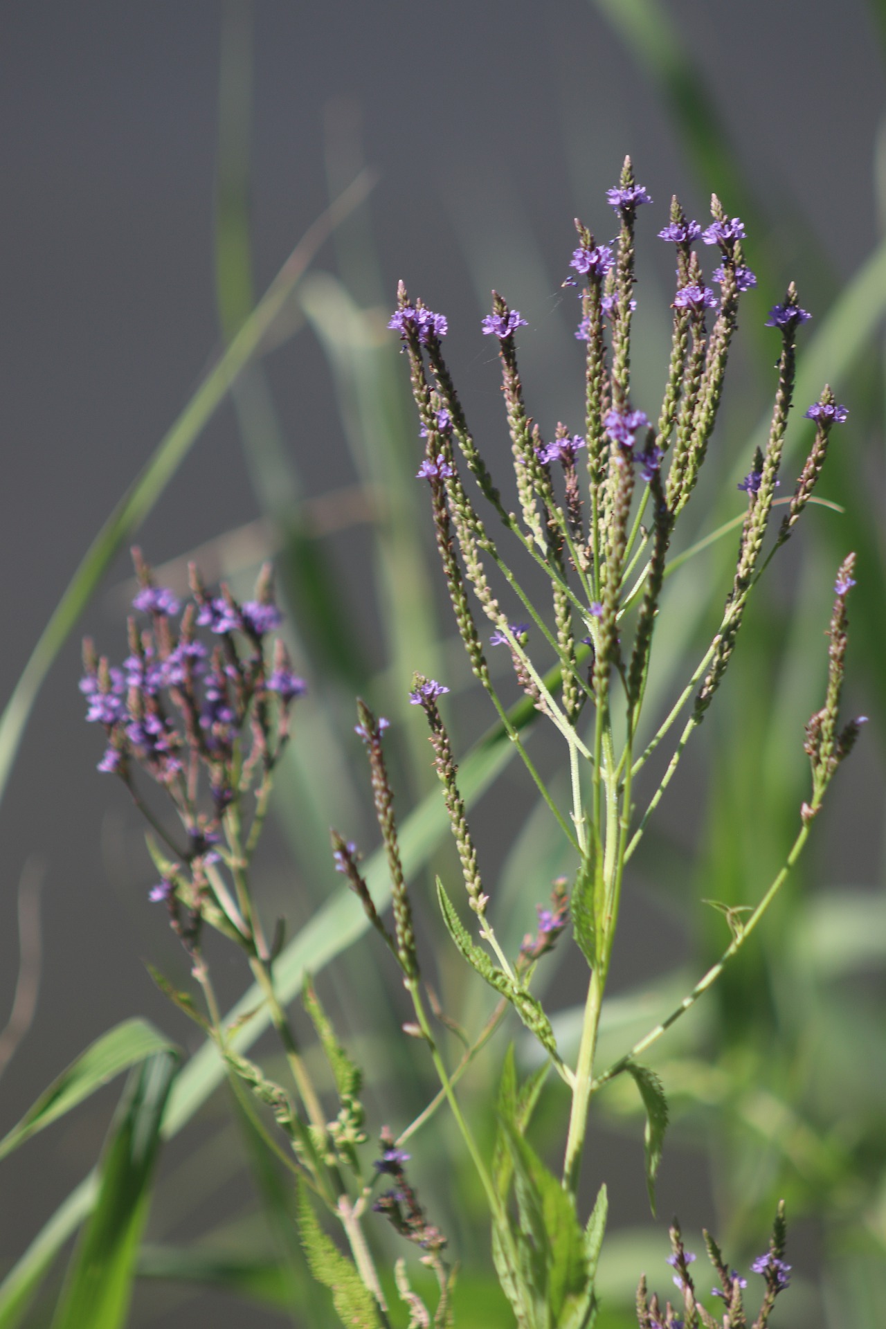 Blue Vervain