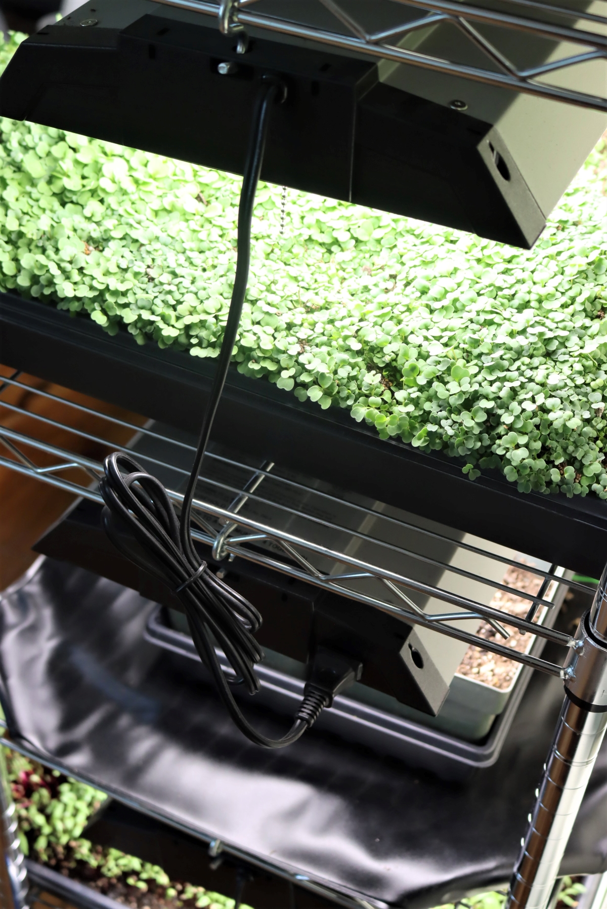 chained seed starting lights