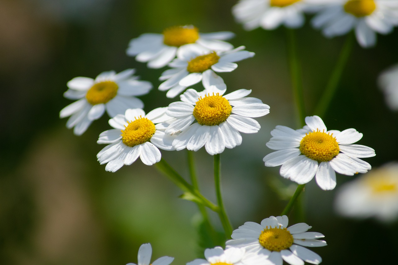 feverfew