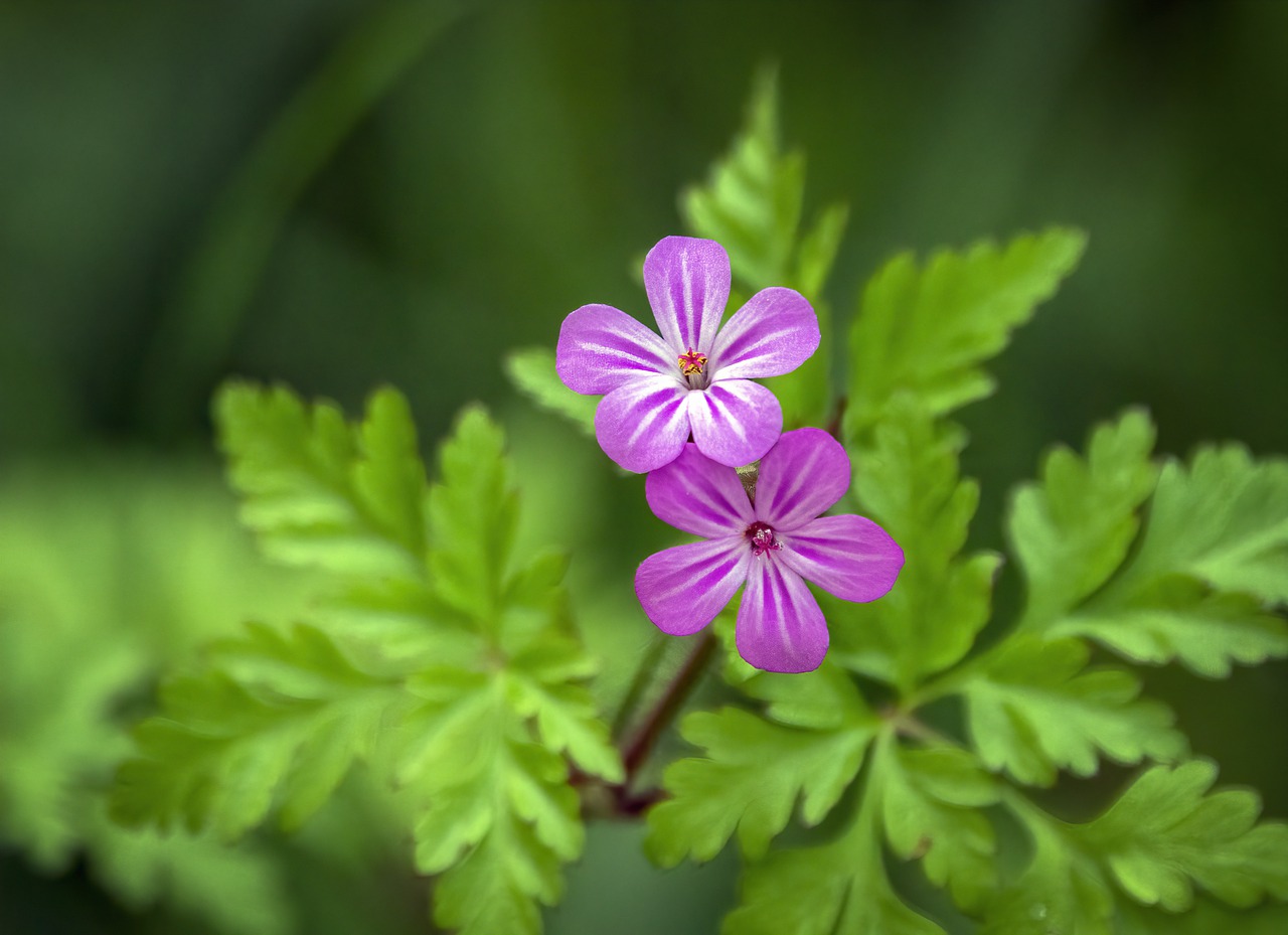 herb robert