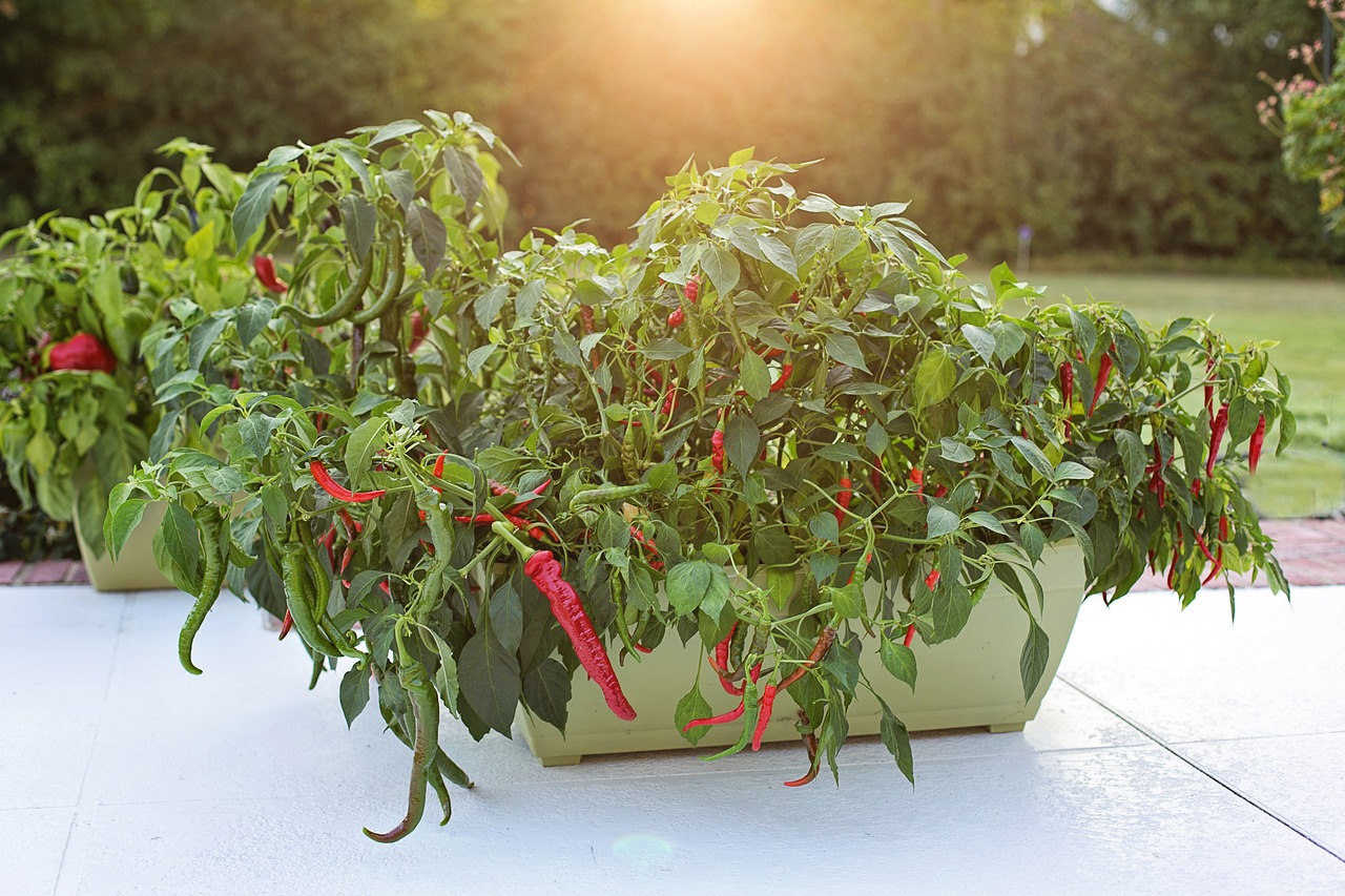 cayenne pepper plant growing in container