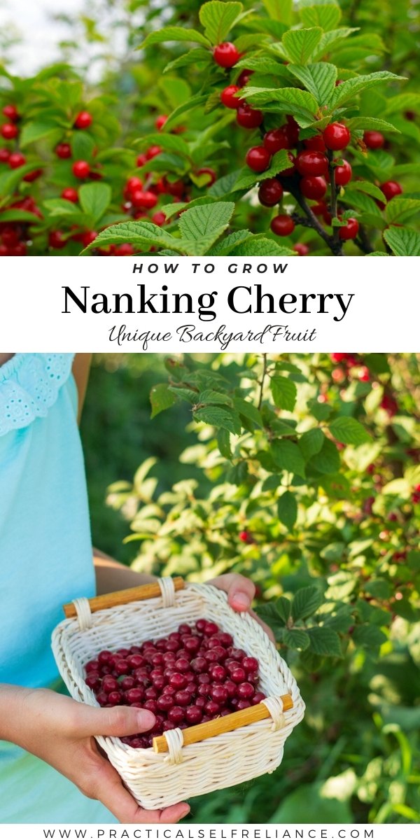 How to Grow Nanking Cherry