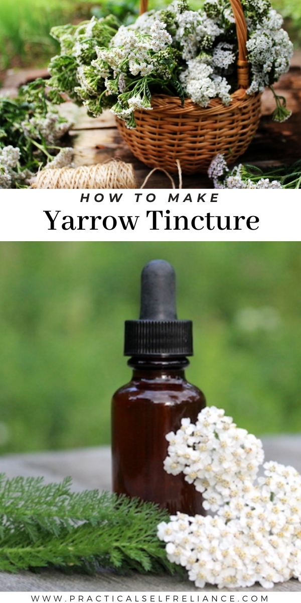 How to Make Yarrow Tincture