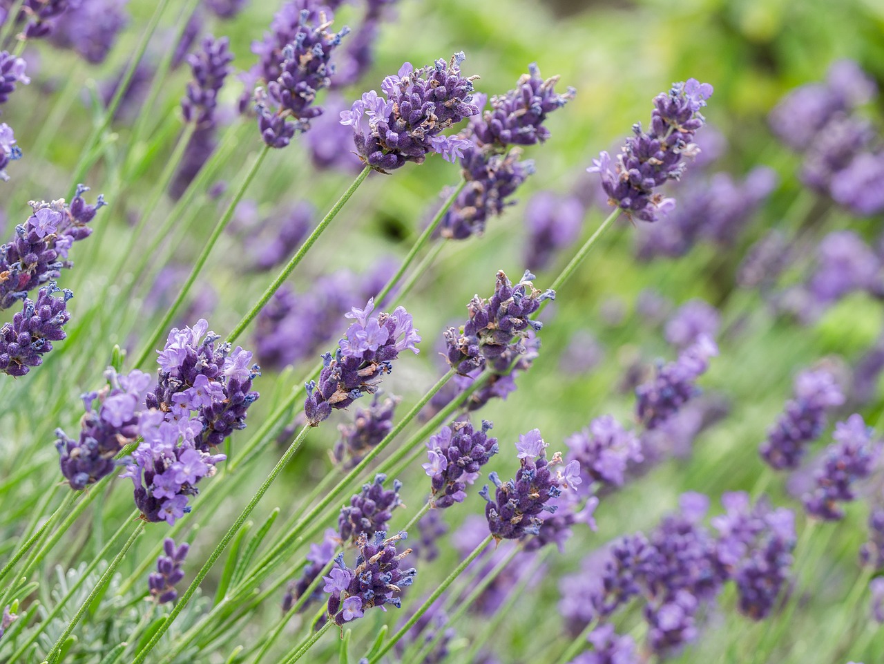 Lavender Flowers