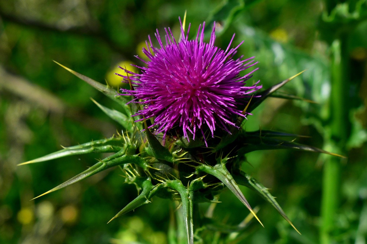 Milk Thistle Herb
