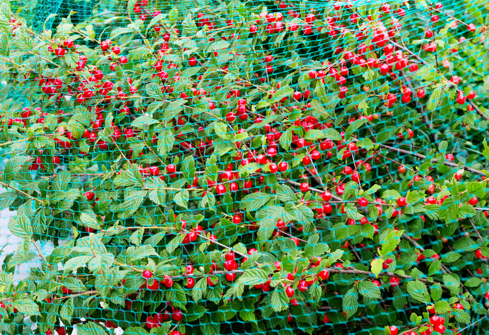Nanking Cherry Covered with Bird Netting