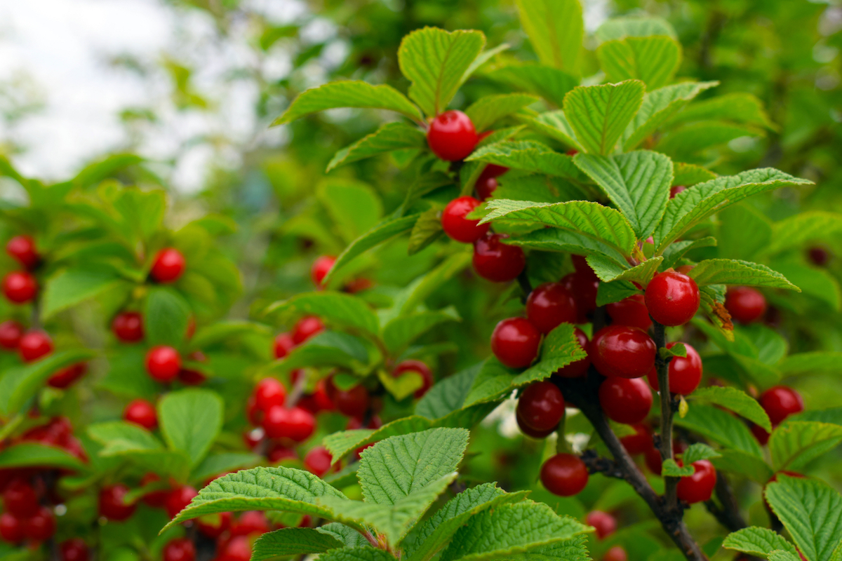 Nanking Cherry Bush in Fruit