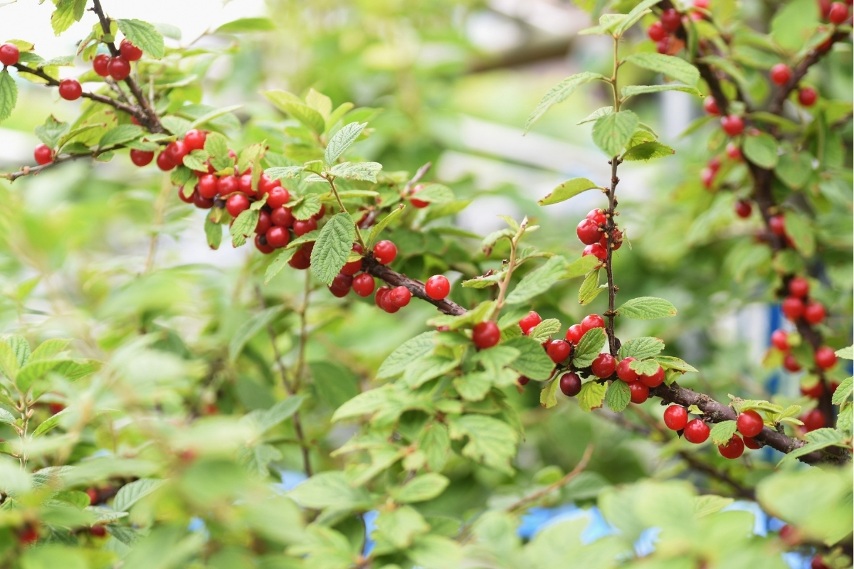 Nanking Cherry Fruit Branch