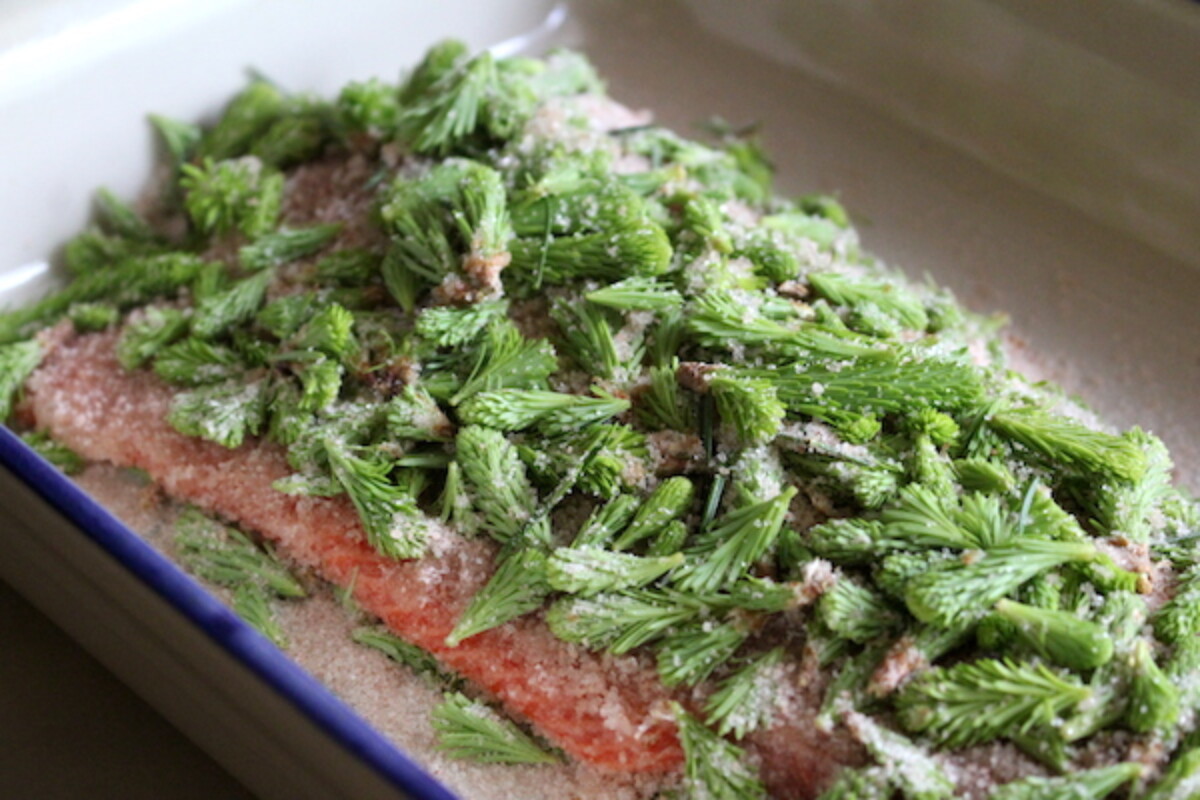 Salmon Curing in Spruce Tips for Gravlax