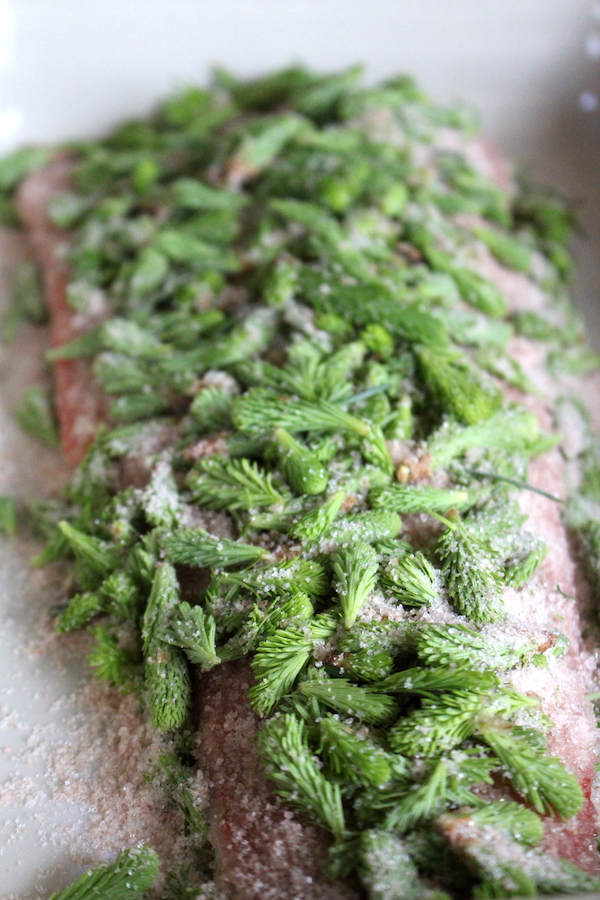Salmon Curing in Spruce Tips