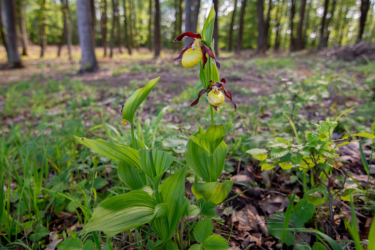 Lady's Slipper Orchid