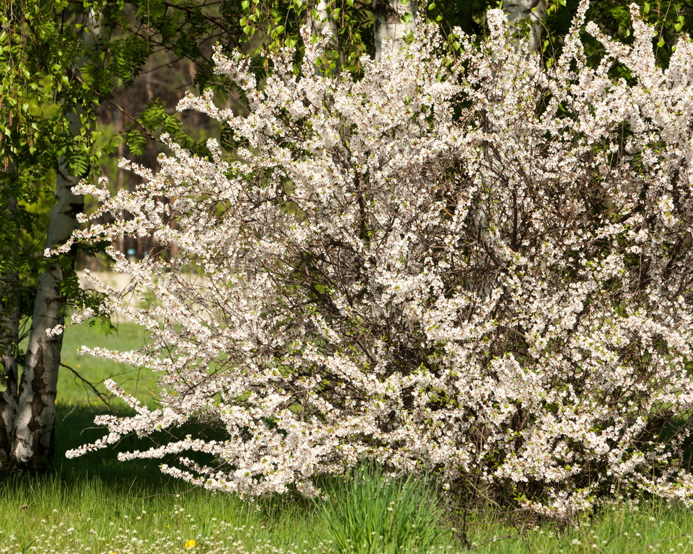 Nanking Cherry Bush Blooming