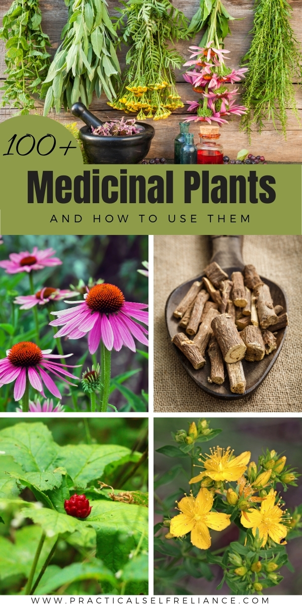 100 Medicinal Plants and Their Uses