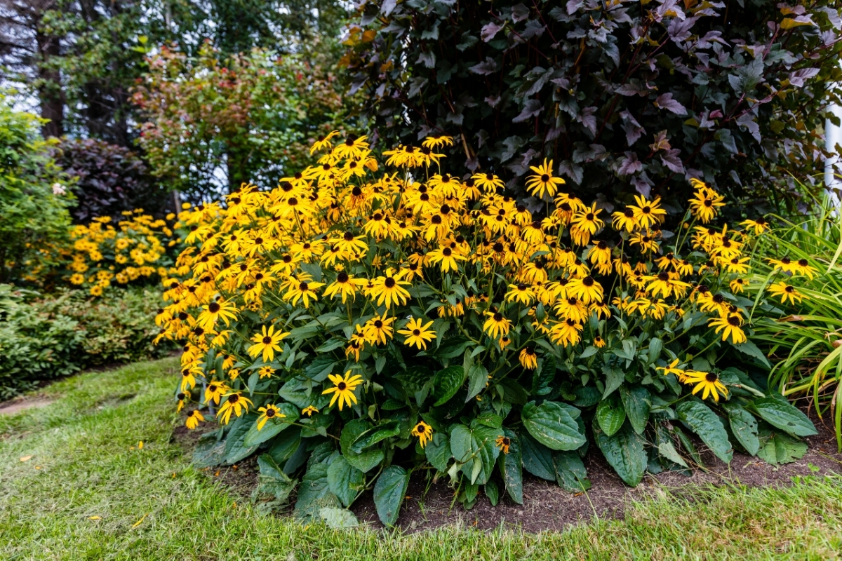 Balck Eyed Susan Plants