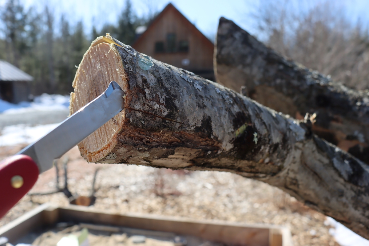 Bark Grafting