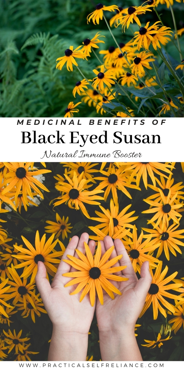 Black Eyed Susan Medicinal Benefits
