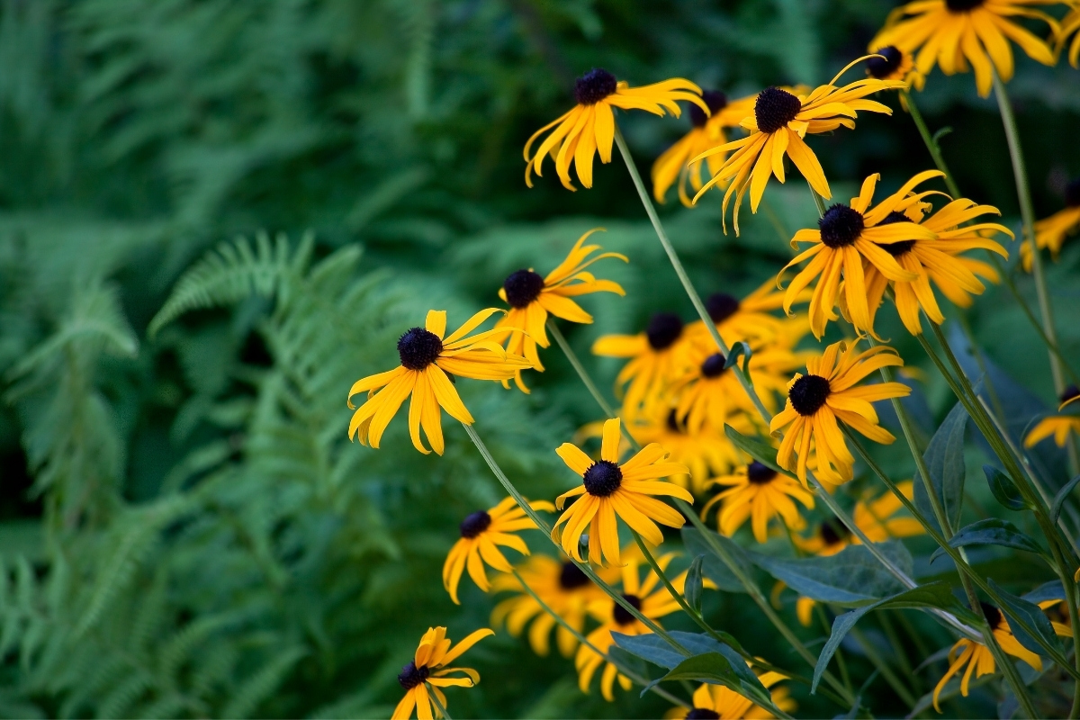 Black Eyed Susan