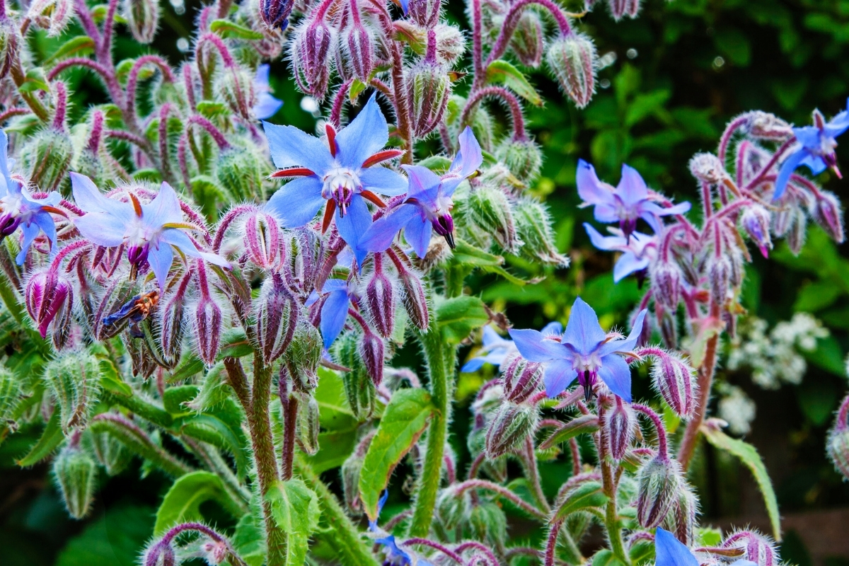 Borage Flowers