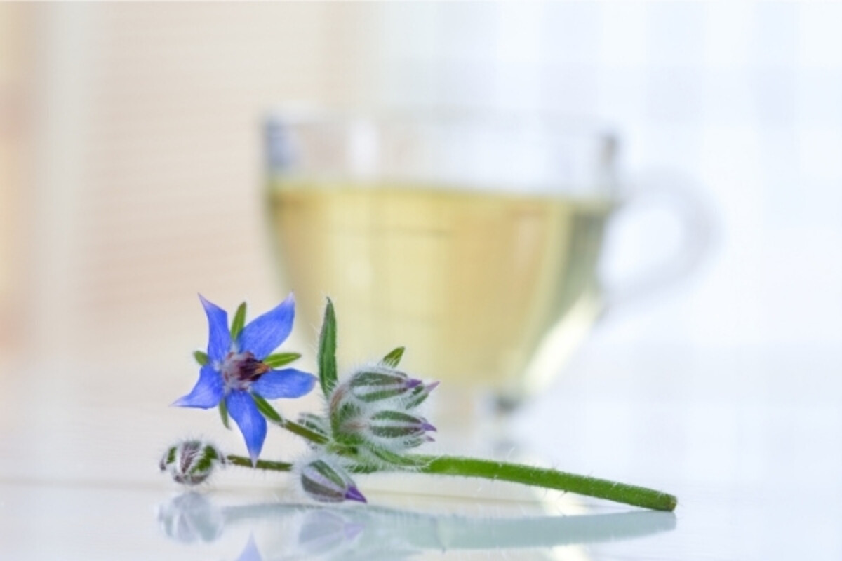 Borage Infusion