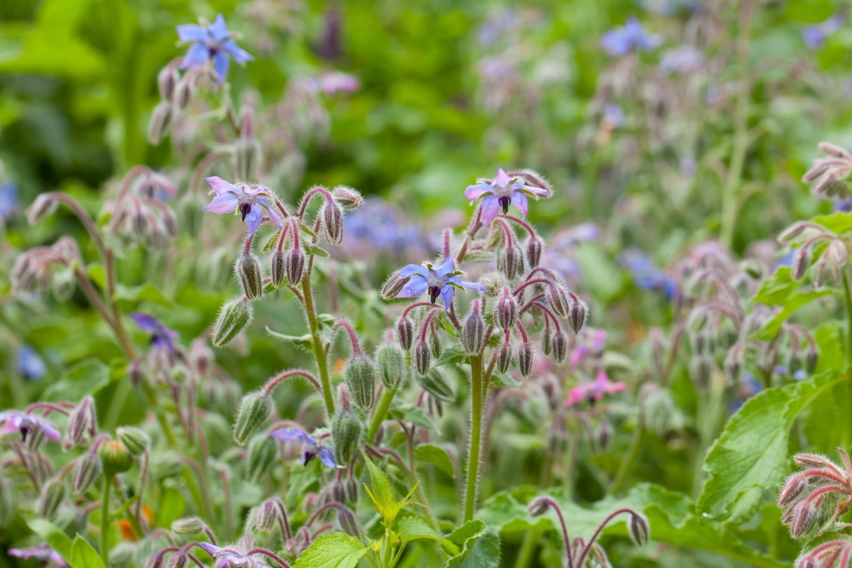 Borage Plant