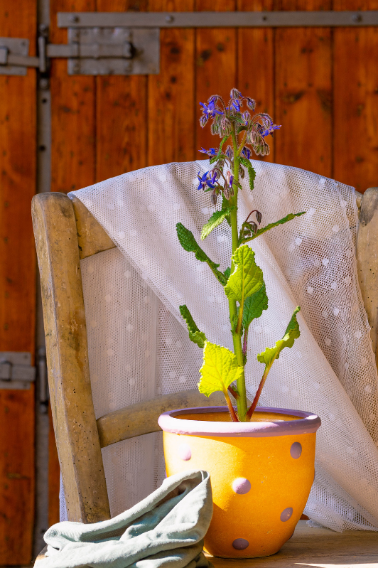 growing Borage in Containers