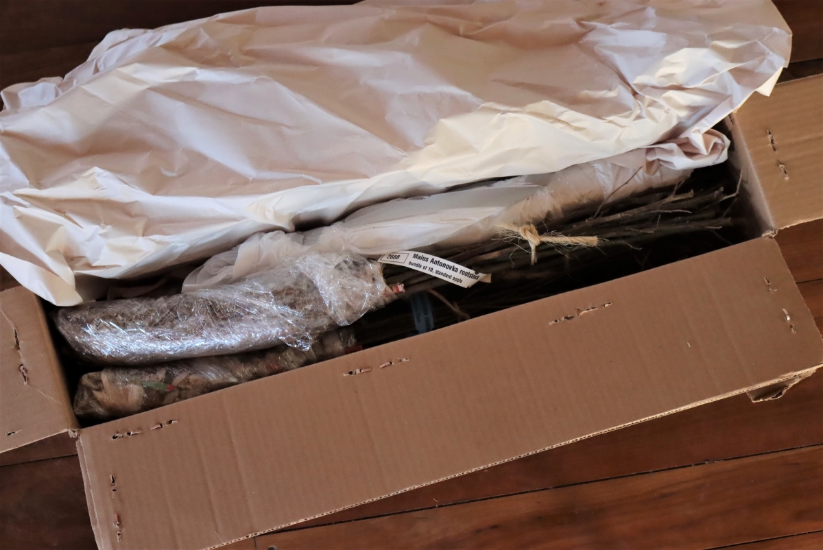 A box of rootstock and scionwood shipped to my house in the early spring for grafting.