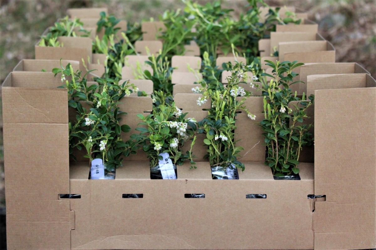 Buying Lingonberry Plants