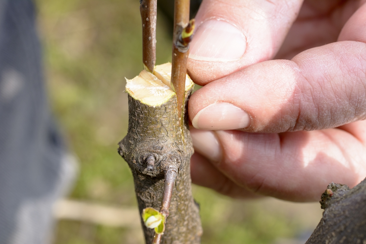Cleft Grafting, though a bit late in the season as you'll notice that the trees are already breaking bud.
