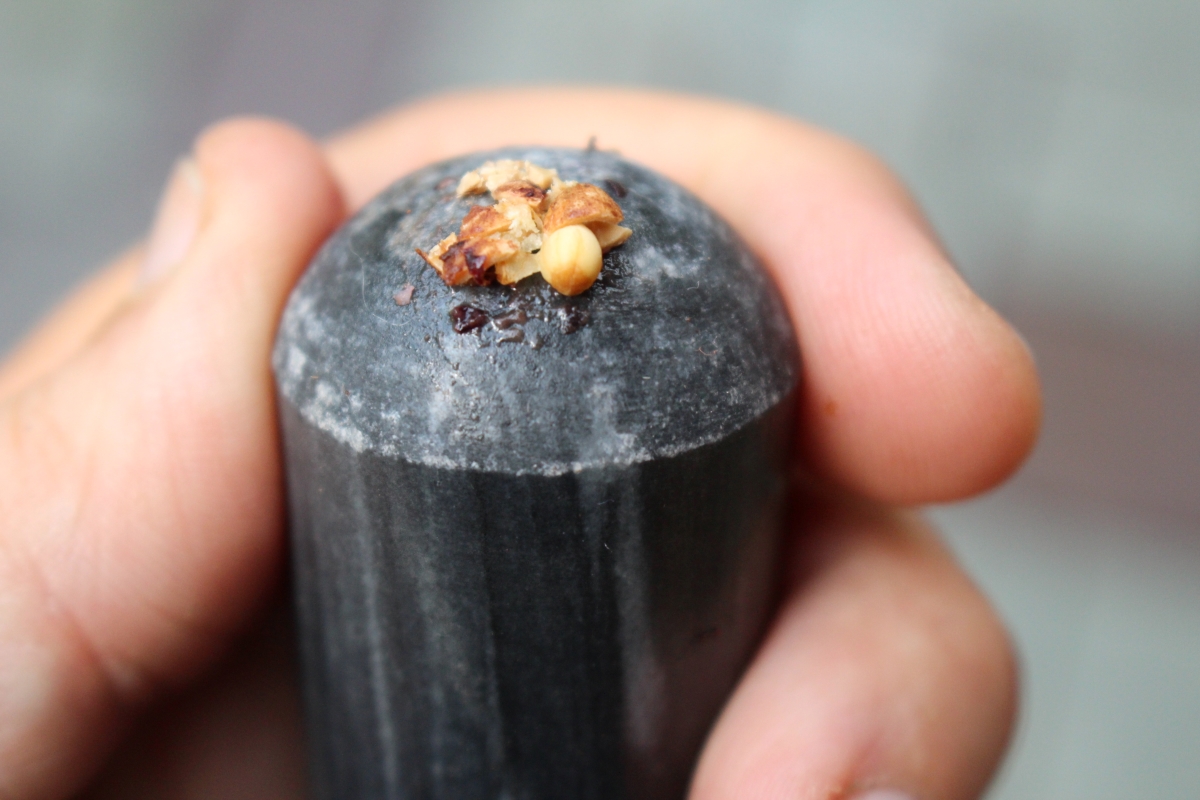 Cracked Chokecherry Pit