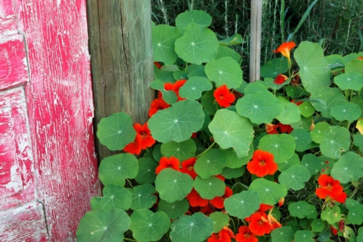 Edible Nasturtium Flowers