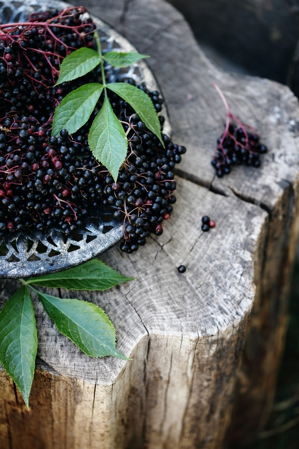 Elderberry Harvest