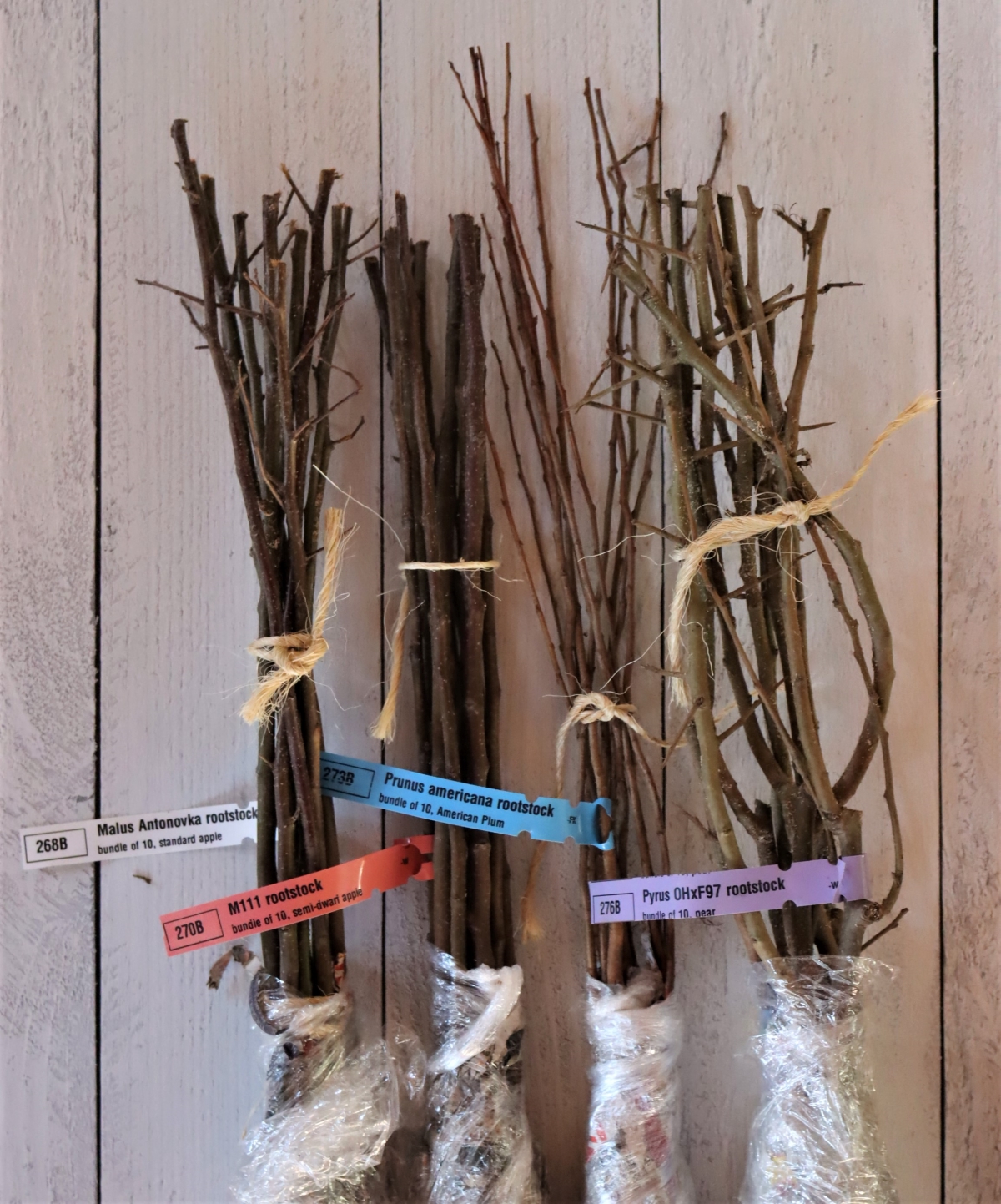 Fruit Tree Rootstock