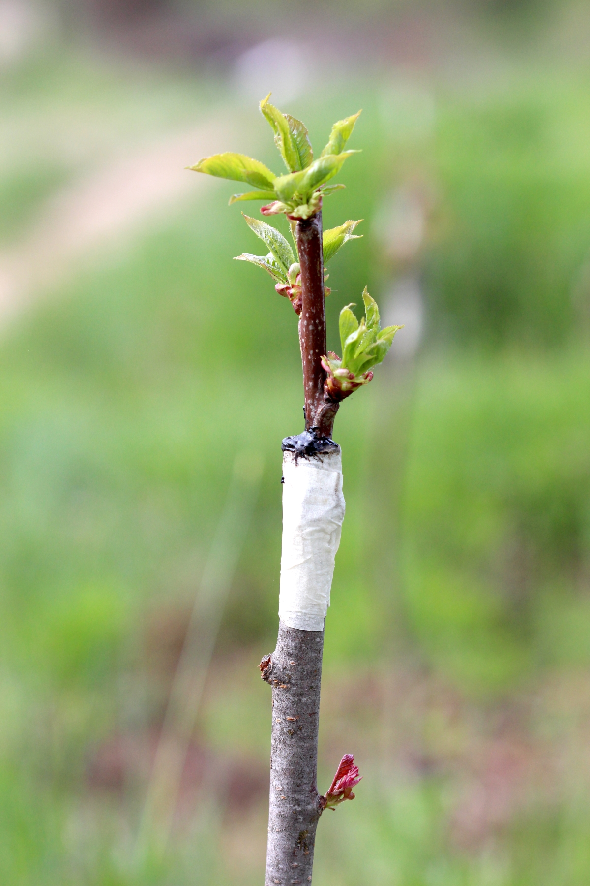 Grafted Tree