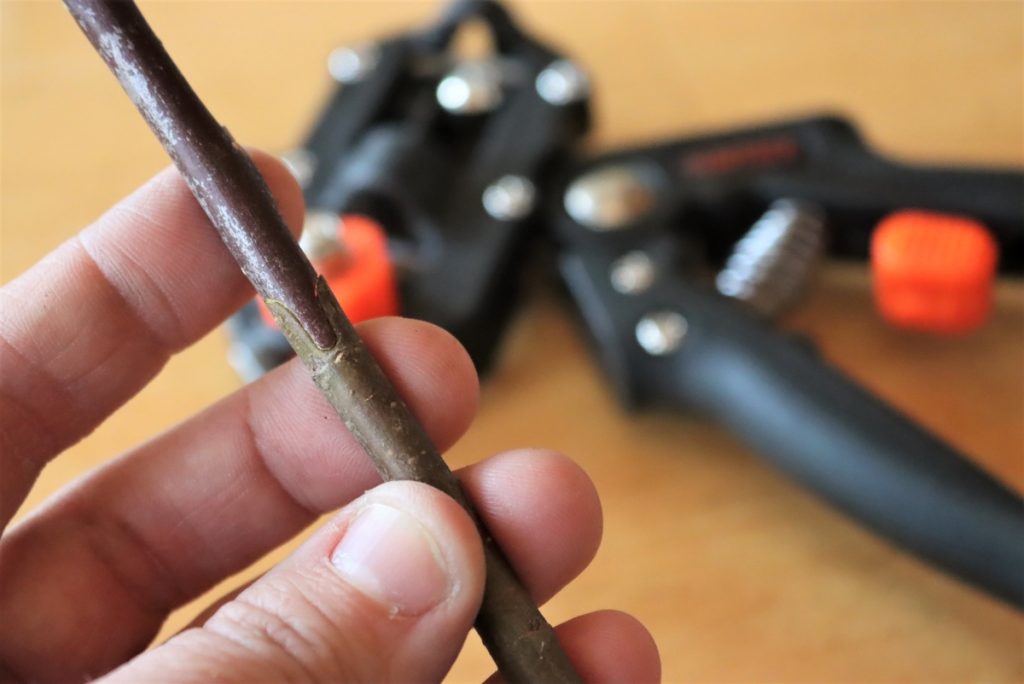 Grafting Fruit Trees with Grafting Pruners