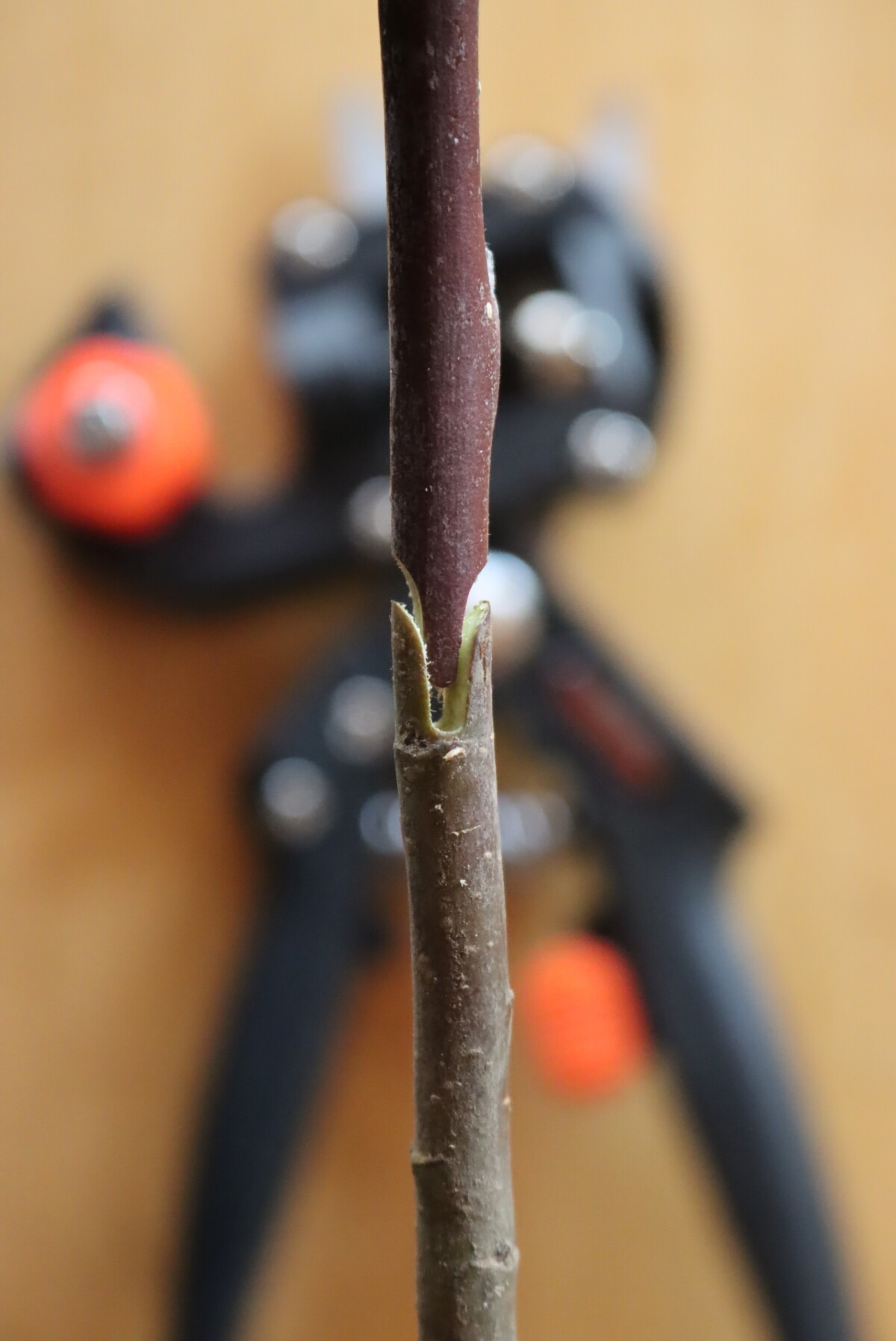 Matching scion wood to rootstock with a cut made with grafting pruners