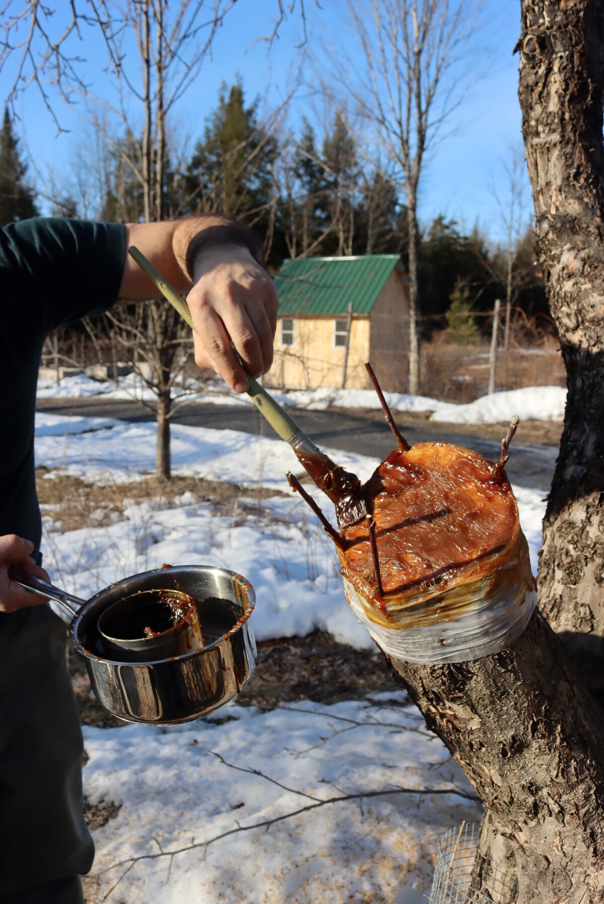 Sealing a bark grafted apple tree with grafting wax