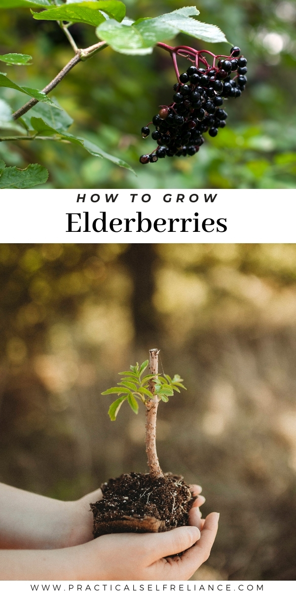 How To Grow Elderberries