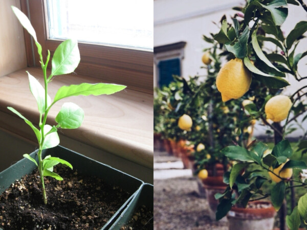 Growing Lemon Trees from Seed