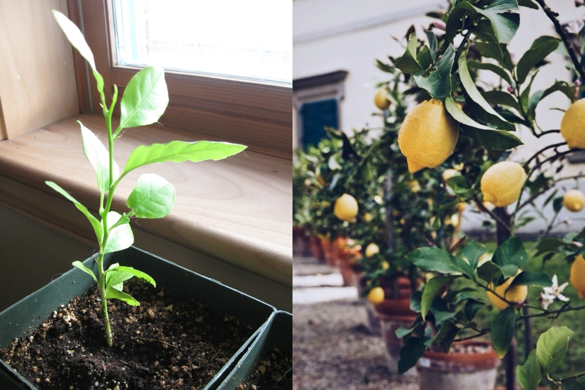 Growing Lemon Trees from Seed