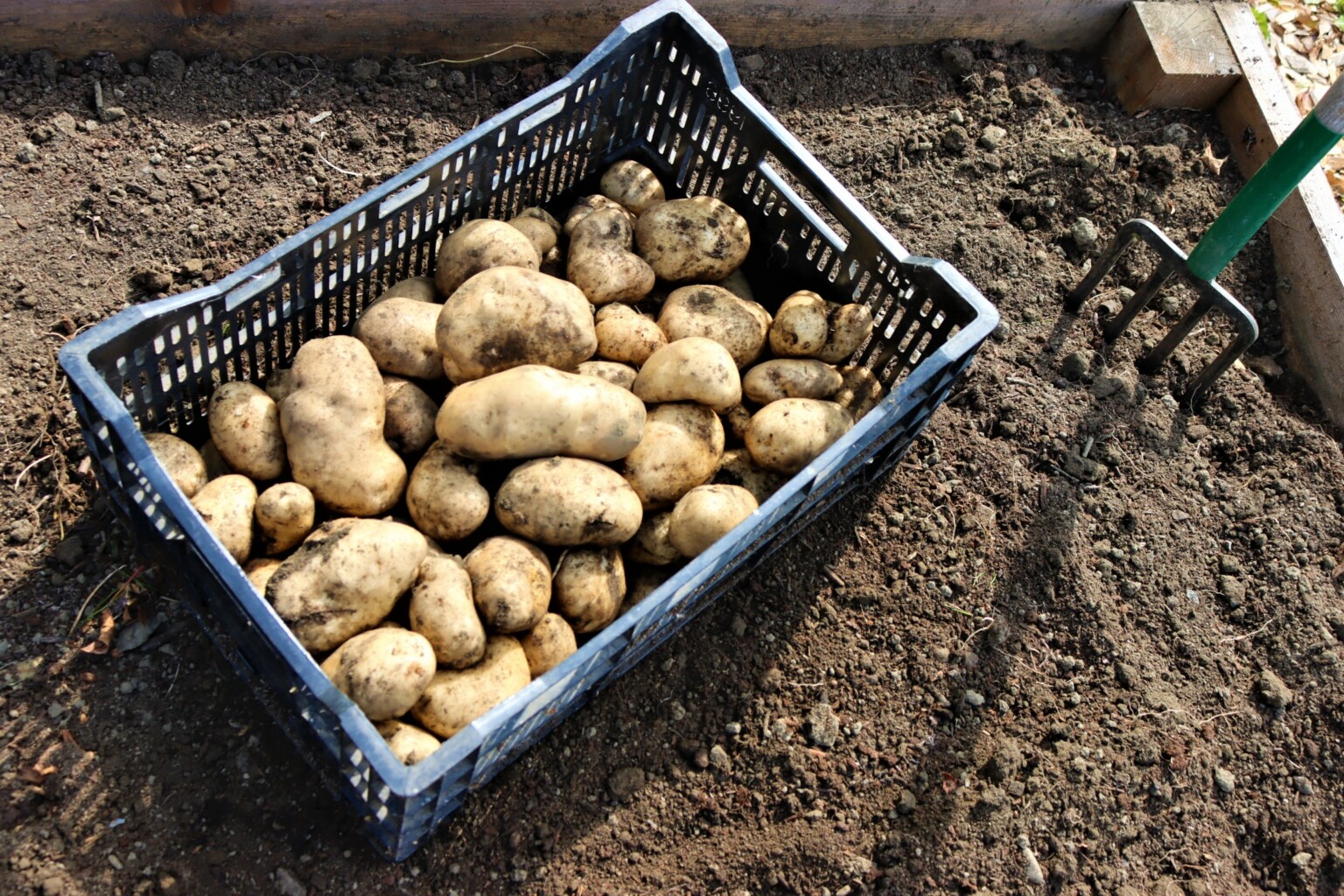 Growing Potatoes in Raised Beds