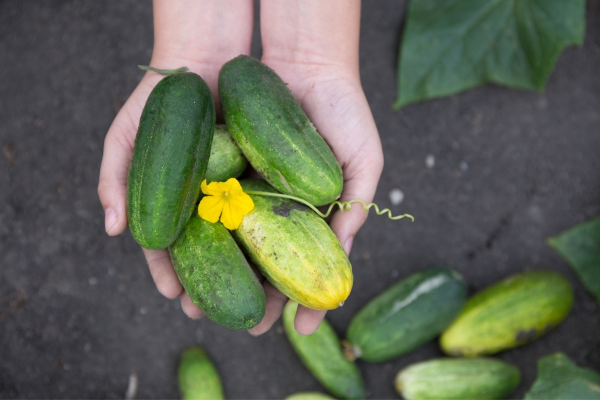 Harvesting Cucumbers