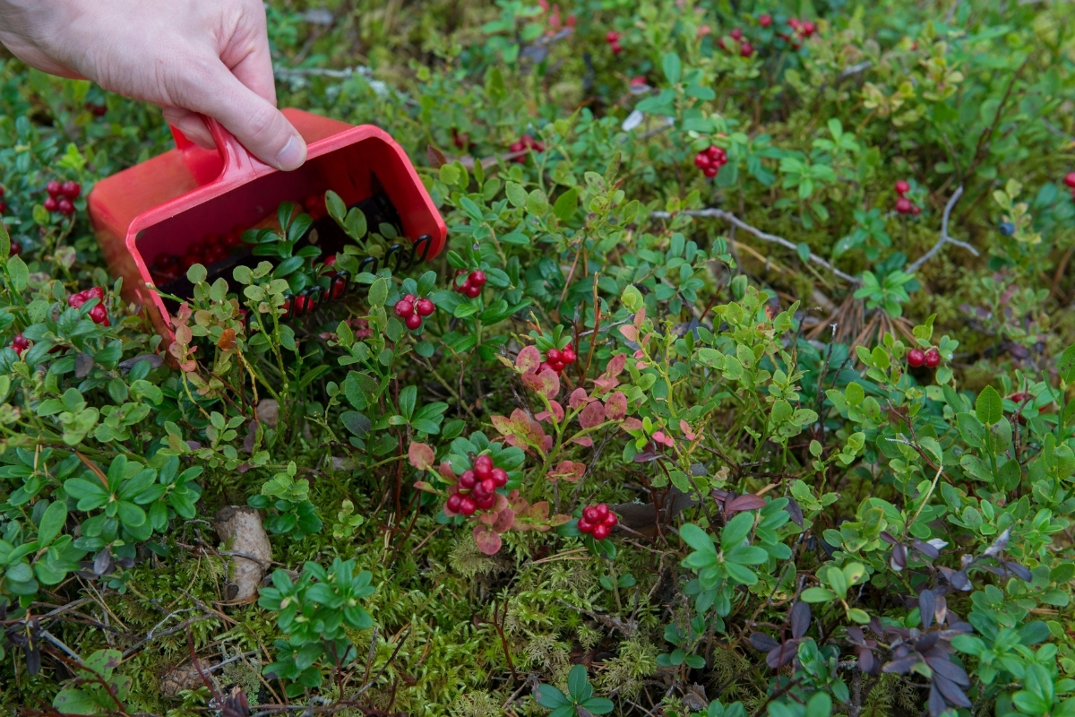Harvesting Lingonberries