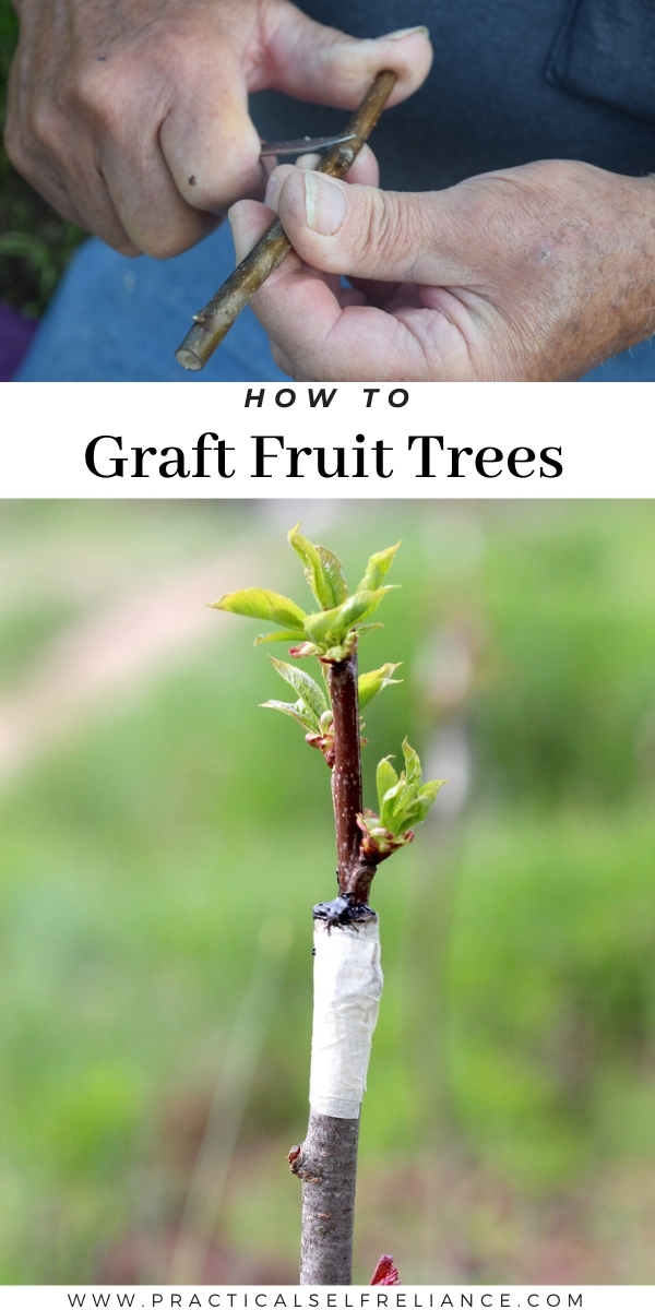 How to Graft Fruit Trees - Beginners' Guide