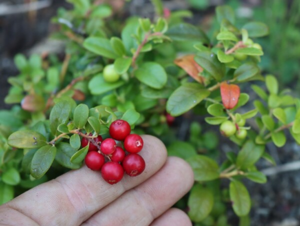 How to Grow Lingonberries