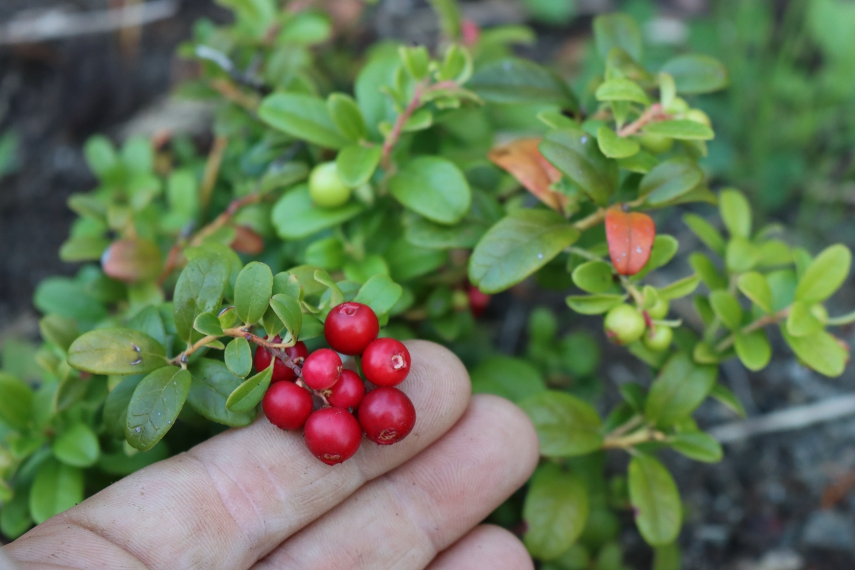 How to Grow Lingonberries