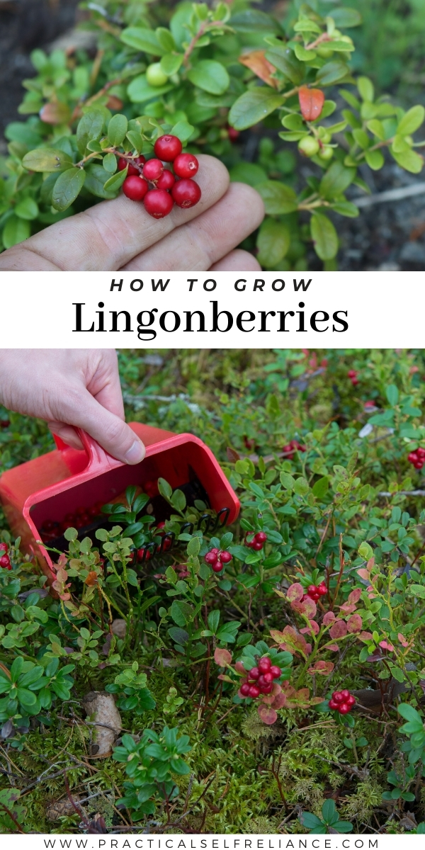 How to Grow Lingonberry Plants