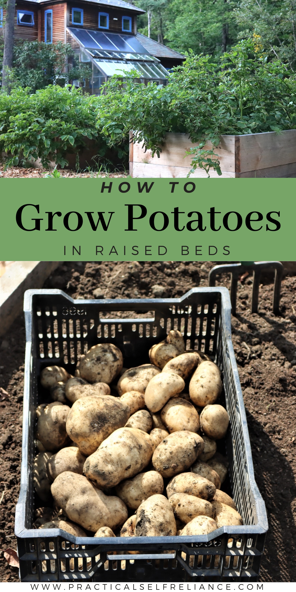 How to Grow Potatoes in Raised Beds