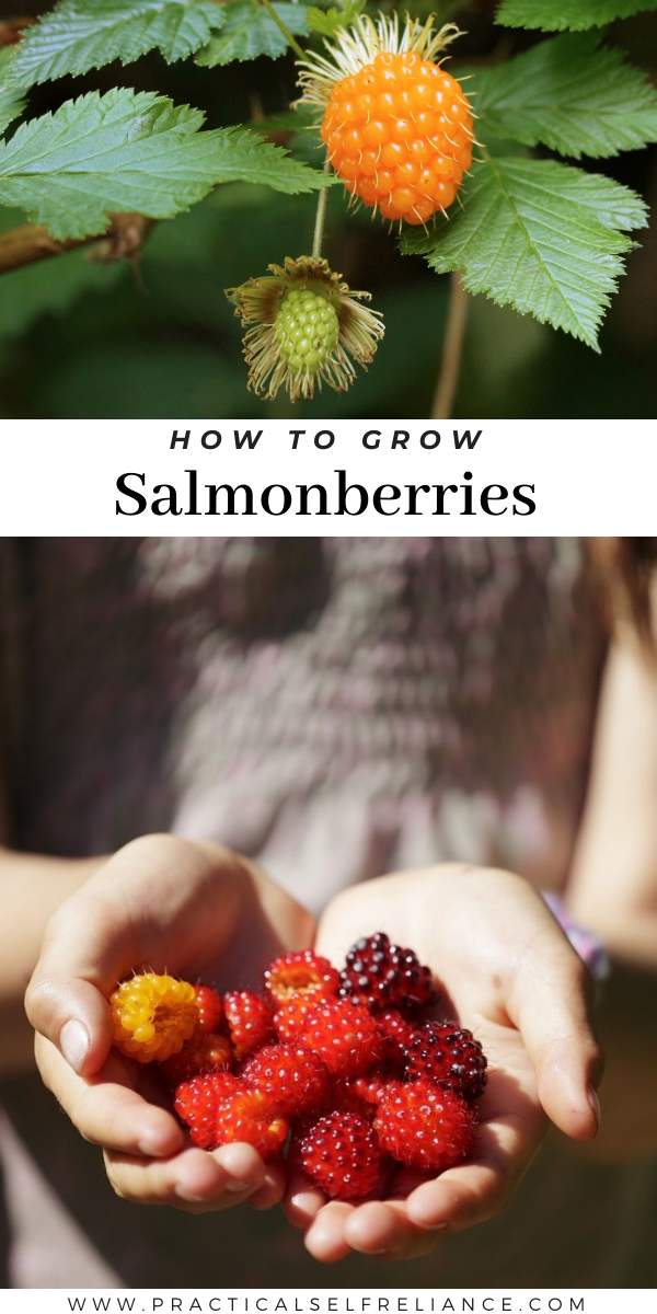How to Grow Salmonberries