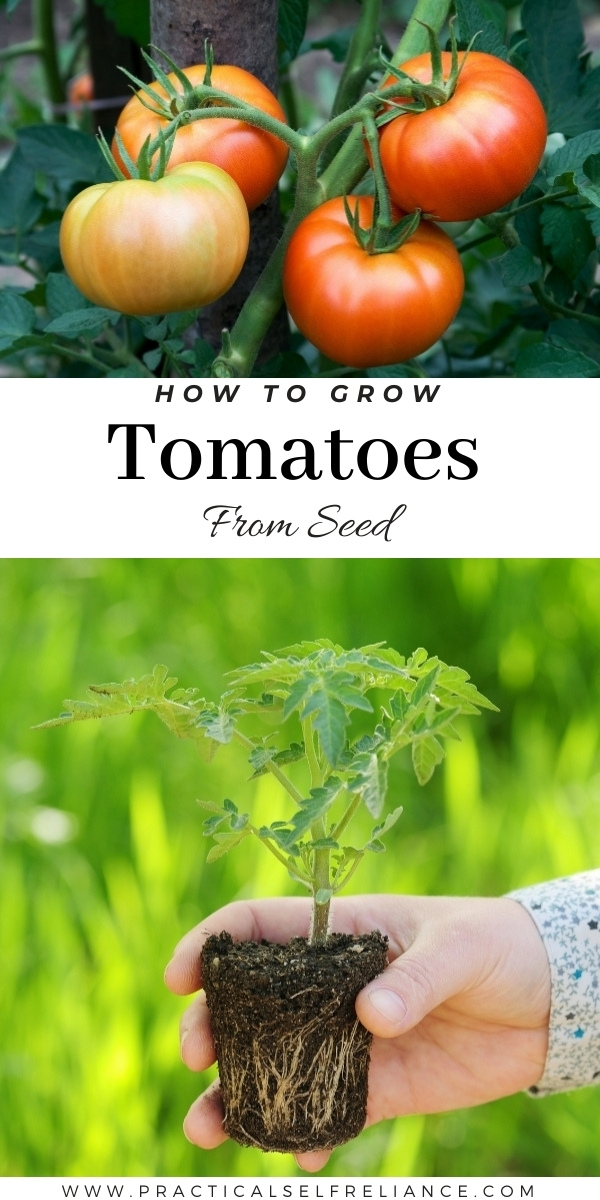 How to Grow Tomatoes from Seed