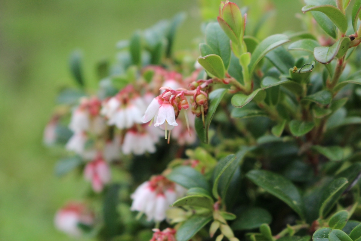 Buying Lingonberry Plants